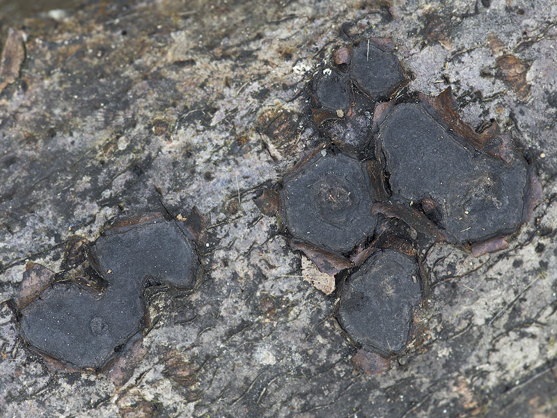 Biscogniauxia granmoi